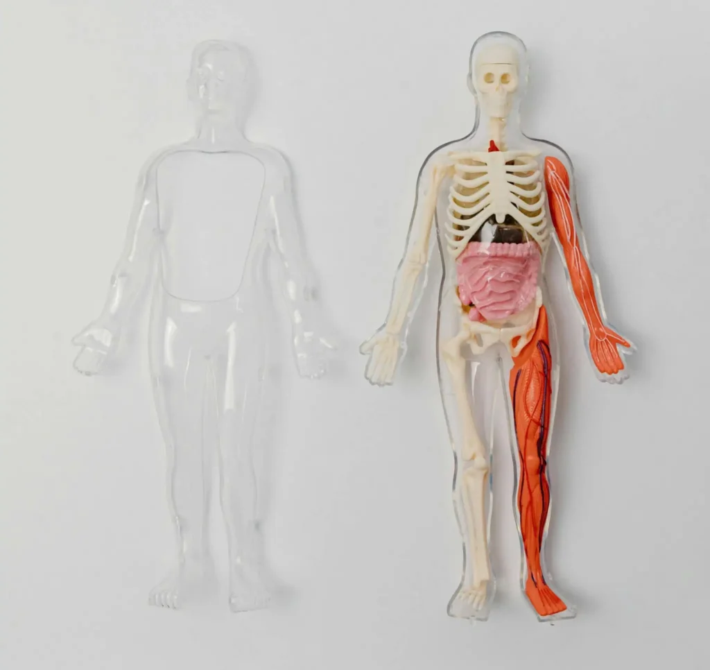 Human skeleton, Colon, Stomach & Liver Center