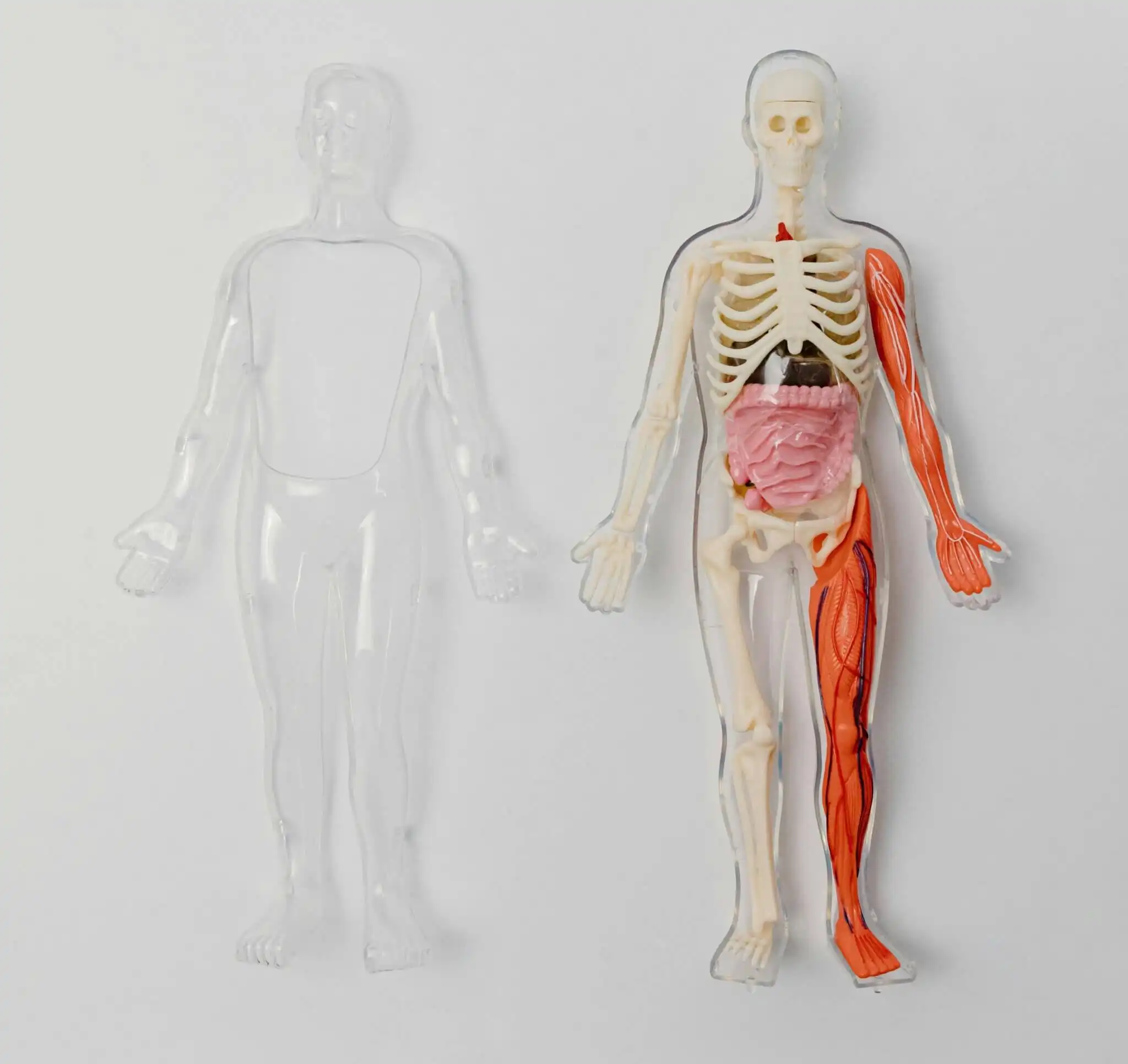 Human skeleton, Colon, Stomach & Liver Center